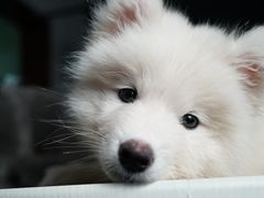 -翊宠yipet猫狗购宠庄园犬舍•猫舍