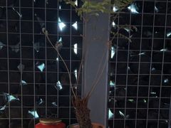 -肴约·花园式餐厅(湖里店)