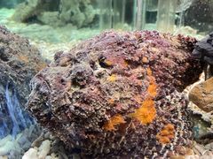 -太平洋海底世界