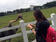 -瑞穗牧场