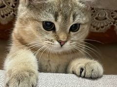 -萌兽医馆·犬猫专科·眼科中心·宠物医院(朝阳门分院)