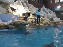 -帝企鹅自助餐厅•儿童岛•真企鹅(长隆企鹅酒店)