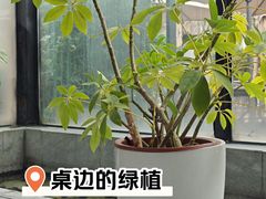 -梧桐