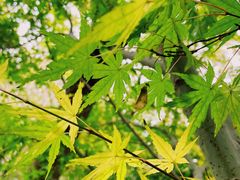 -上海吴淞炮台湾国家湿地公园