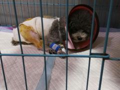 -严国平动物医院(德政总院)