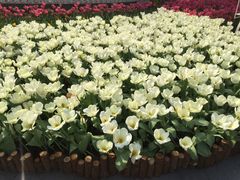 -新湖明珠城