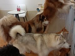 -Let's go狗咖·猫咖·奶狗·桌游(春熙路IFS店)