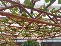 -东南花都花博园