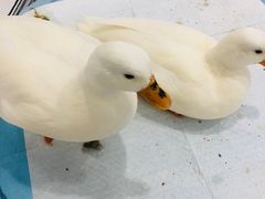 -白夜2D咖啡馆