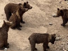 -哈尔滨北方森林动物园