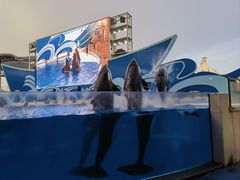 -上海海昌海洋公园