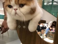 -飞行喵MR PILOT|猫舍·猫咖(静安大融城店)