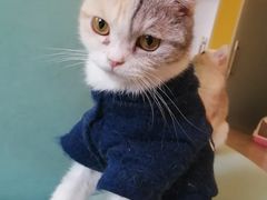 -Bastet sally猫舍购宠(静安店)