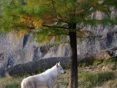 -杭州野生动物世界