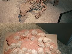 -浙江自然博物院(杭州馆)