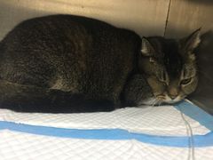 -创凡宠物医院·骨专科  猫科中心(西乡分院)