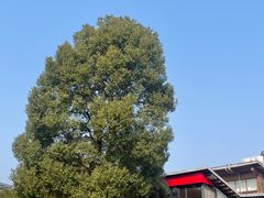 -桃花岭景区