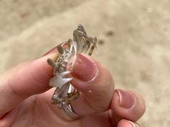 -129老爸茶丨清补凉