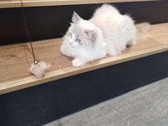 -瞄一喵猫咖(格力海岸店)