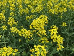 -昆山城市生态森林公园