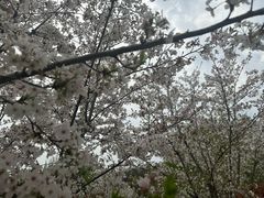 -羊山湖公园