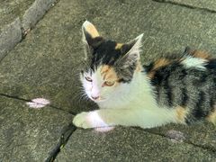 -龙华素斋(龙华路店)