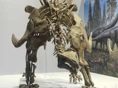 -国家自然博物馆