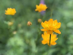 -白草畔自然风景区