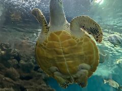 -上海海洋水族馆