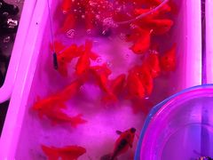 -中环花鸟鱼虫市场
