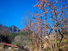 -王顺山国家森林公园