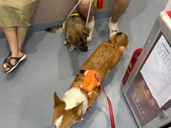 -宠物星动物医院·眼科·异宠·猫科(江南大道总院)