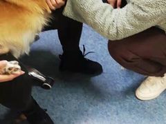-A猫a狗全科·犬猫异宠·芥西宠物医院(南开总院)