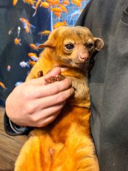 -Zoolung Zoolung动物主题公园(海信广场店)