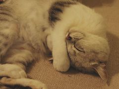 android_upload_pic-猫色咖啡·猫咖