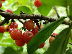 -樱桃山旅游景区