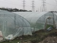 -喜杨洋草莓采摘园