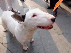 -黄胜记鼓浪屿肉松店(龙头路店)