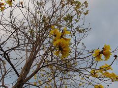 -天适樱花悠乐园