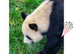 -卧龙中华大熊猫苑神树坪基地