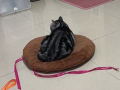 -宠爱国际动物医院· 猫科· 外科·中兽医(长白店)