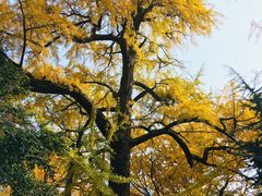 -青岛崂山太清宫