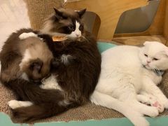 -10 corso como (江南店)