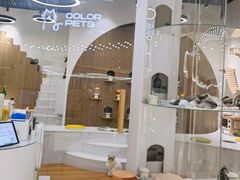 -COLOR PETS 撸猫馆·购猫·猫咖(长风大悦城店)