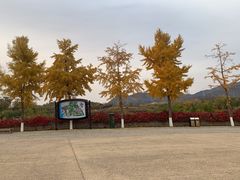 -北京张裕爱斐堡酒庄