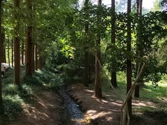 -日照海滨国家森林公园