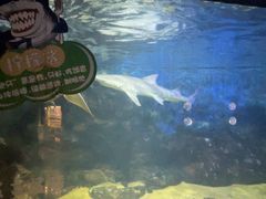 -烟台海昌鲸鲨海洋公园