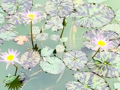 -国家植物园南园