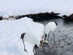 -钏路市丹顶鹤自然公园
