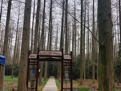 -东平国家森林公园